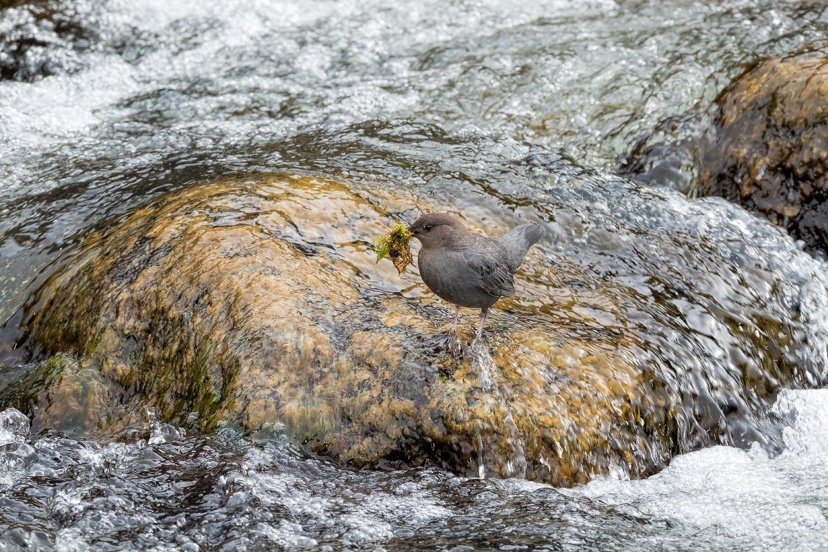 American Dipper Sinks Canyon State Park Wyoming