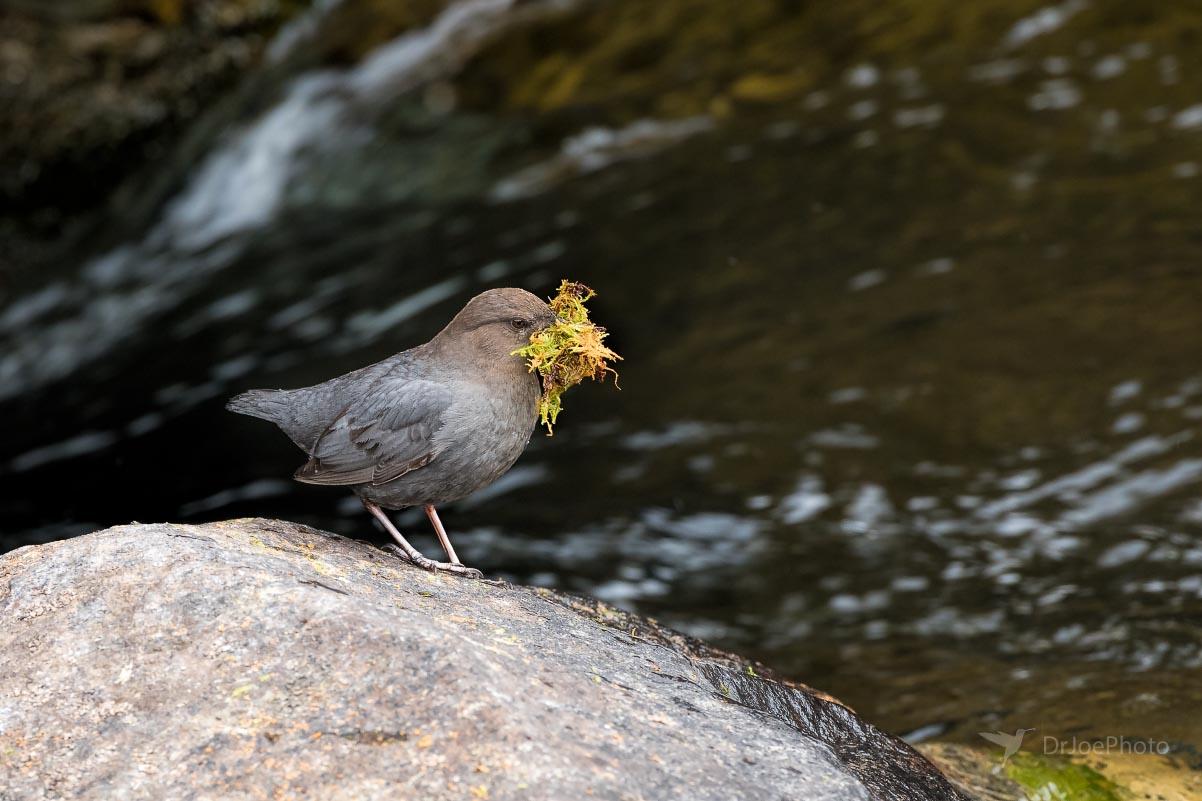 American Dipper Sinks Canyon State Park Wyoming