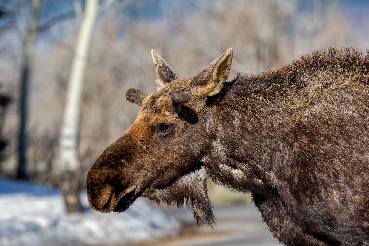 Moose Grand Teton National Park Wyoming