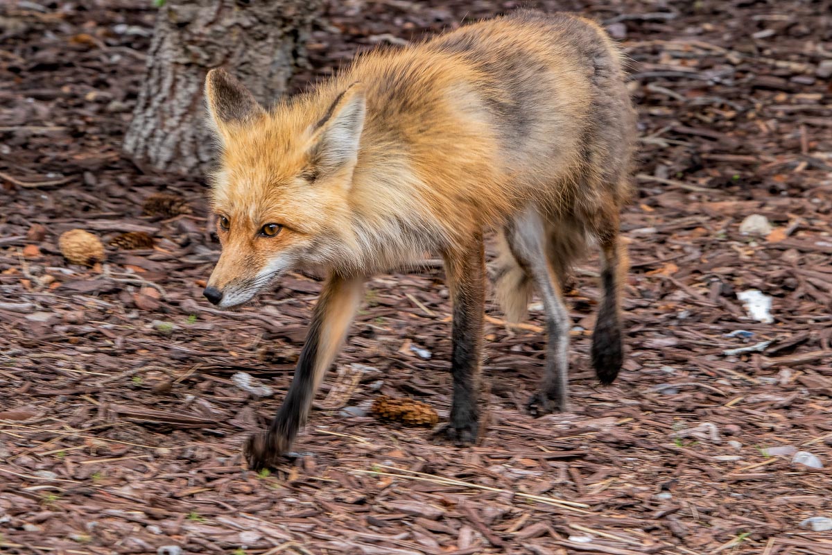 Red Fox