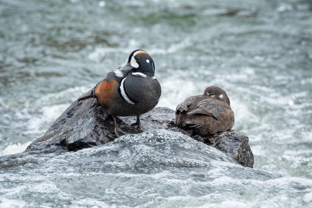 Harlequin Duck Yellowstone Wyoming