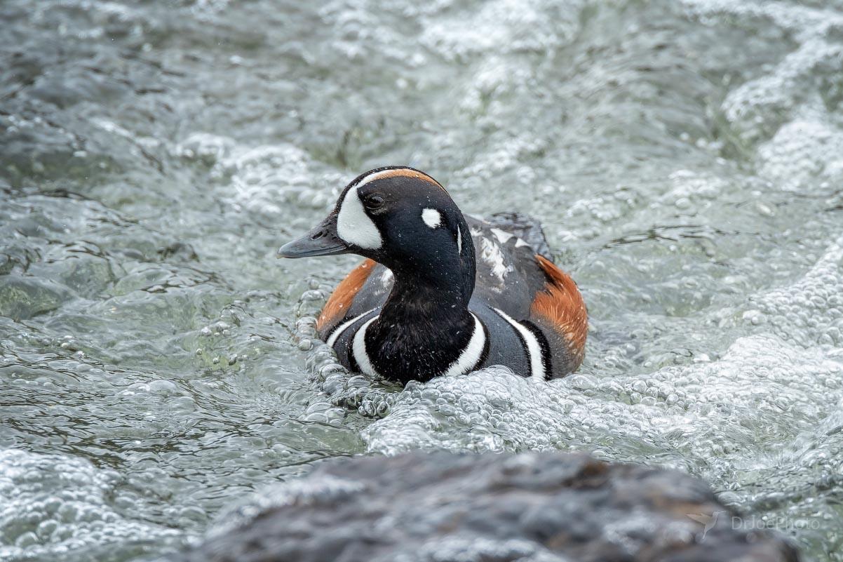 Harlequin Duck Yellowstone Wyoming