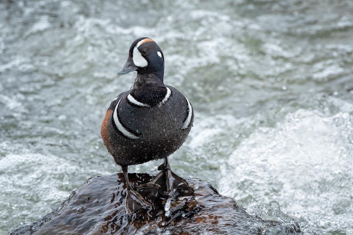 Harlequin Duck Yellowstone Wyoming