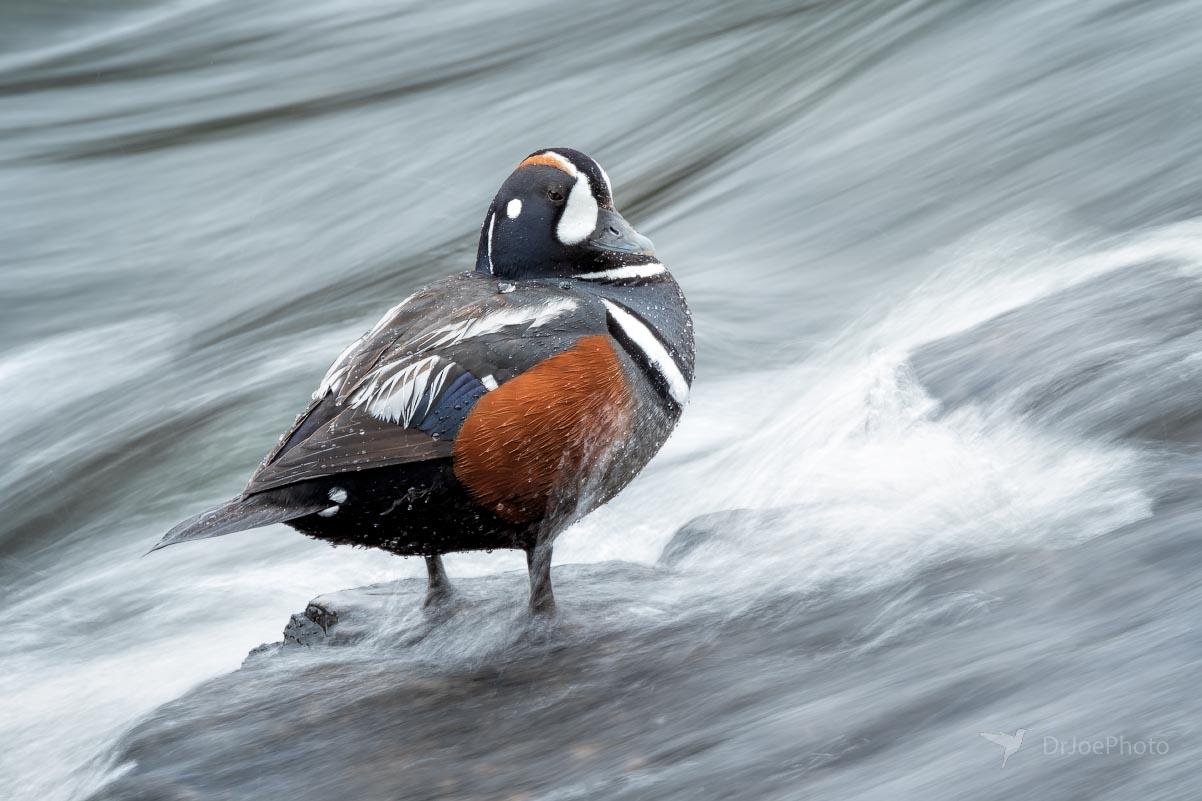 Harlequin Duck Yellowstone Wyoming