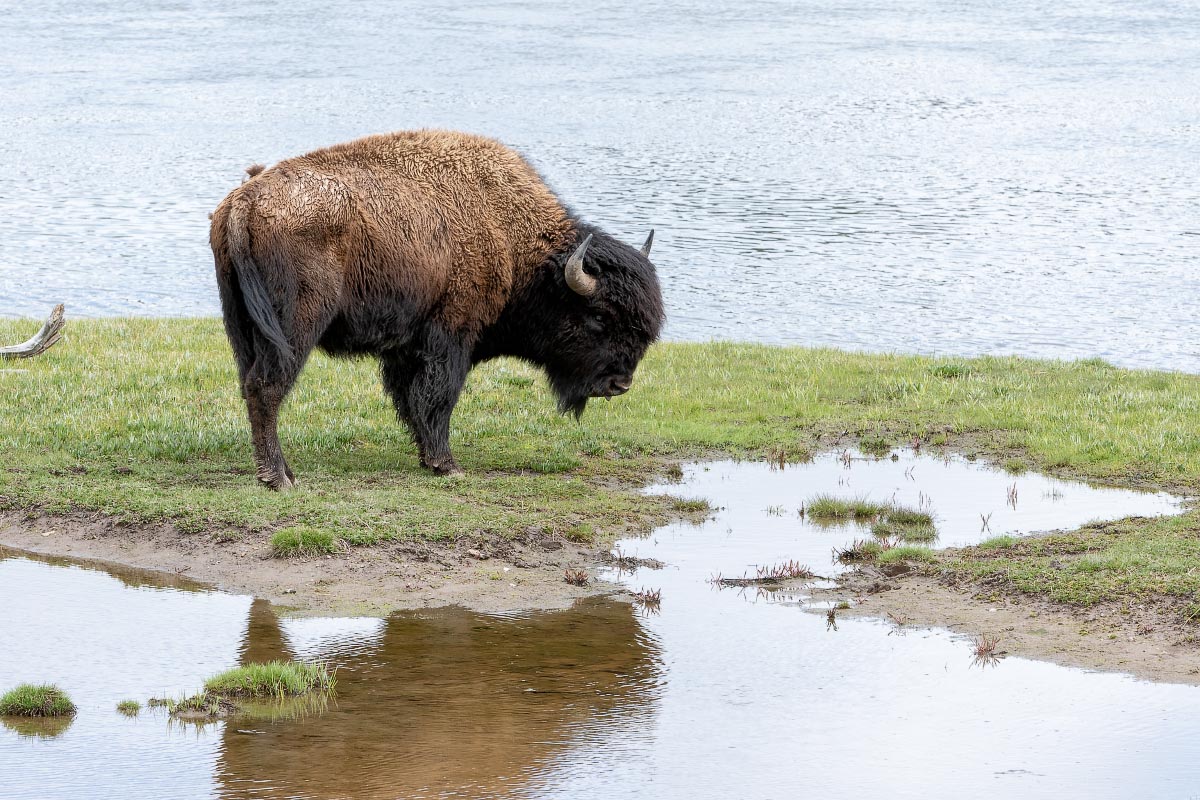 Bison Yellowstone Lake