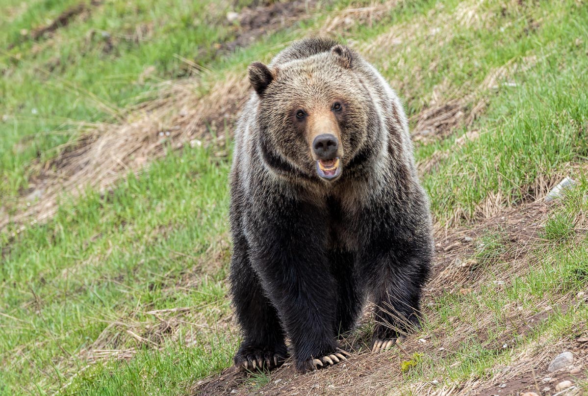 Grizzly Wyoming