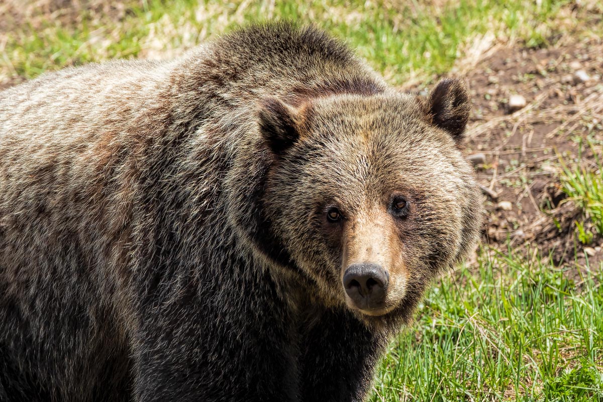 Grizzly Wyoming