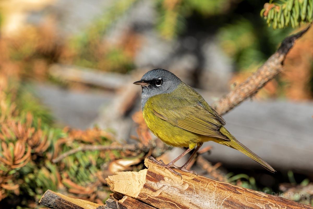 MacGillivray's Warbler Wyoming