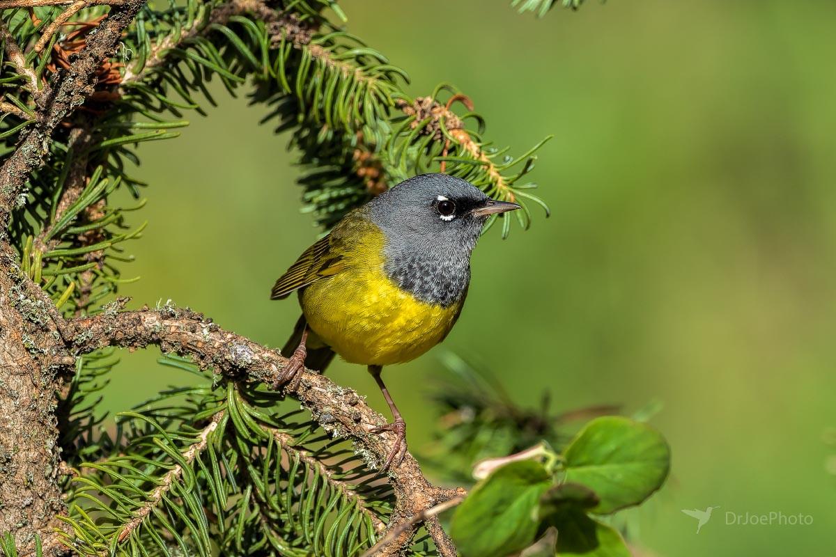 MacGillivray's Warbler Wyoming