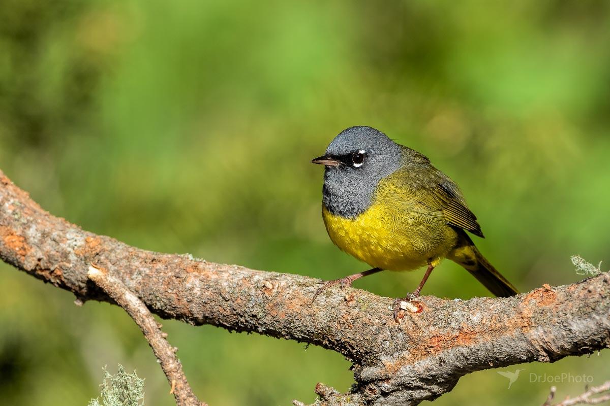 MacGillivray's Warbler Wyoming