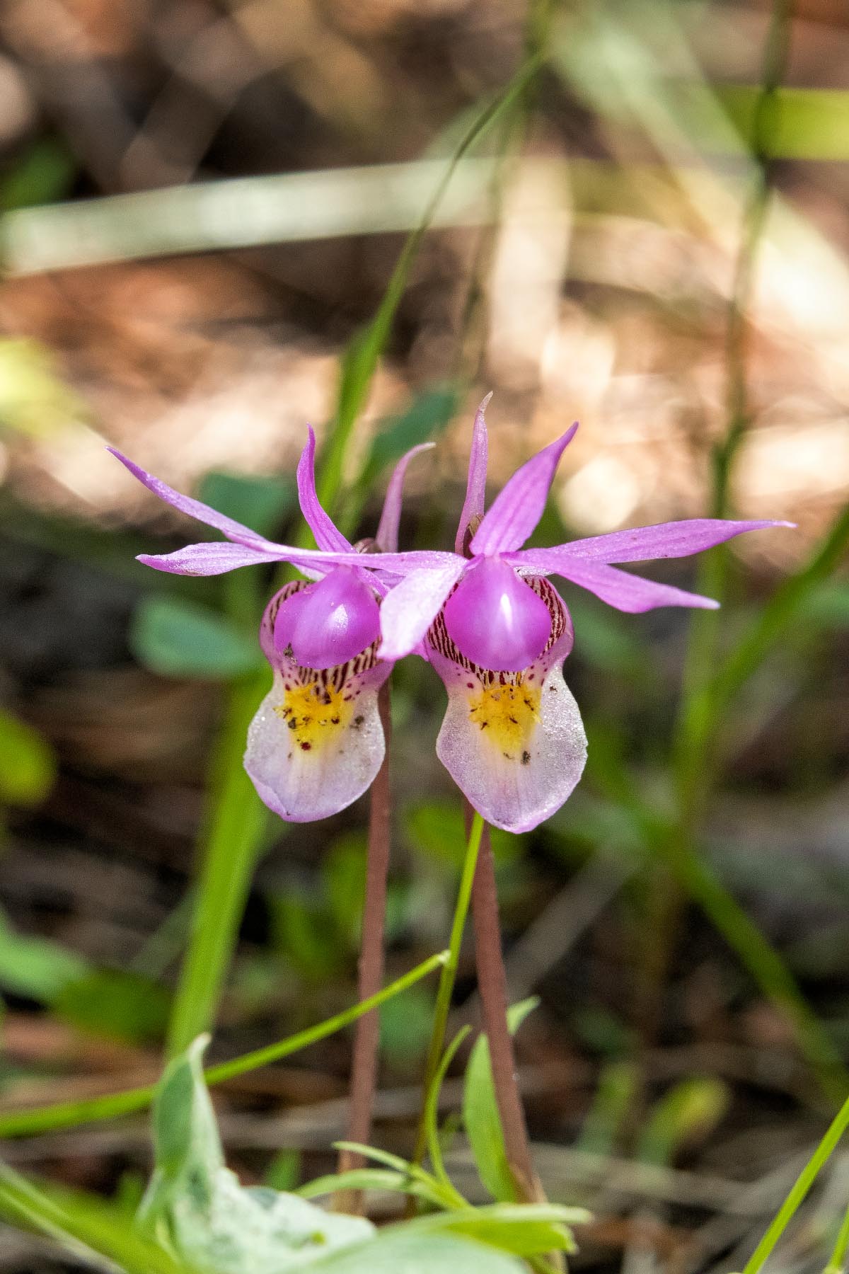 Calypso Orchids Wyoming