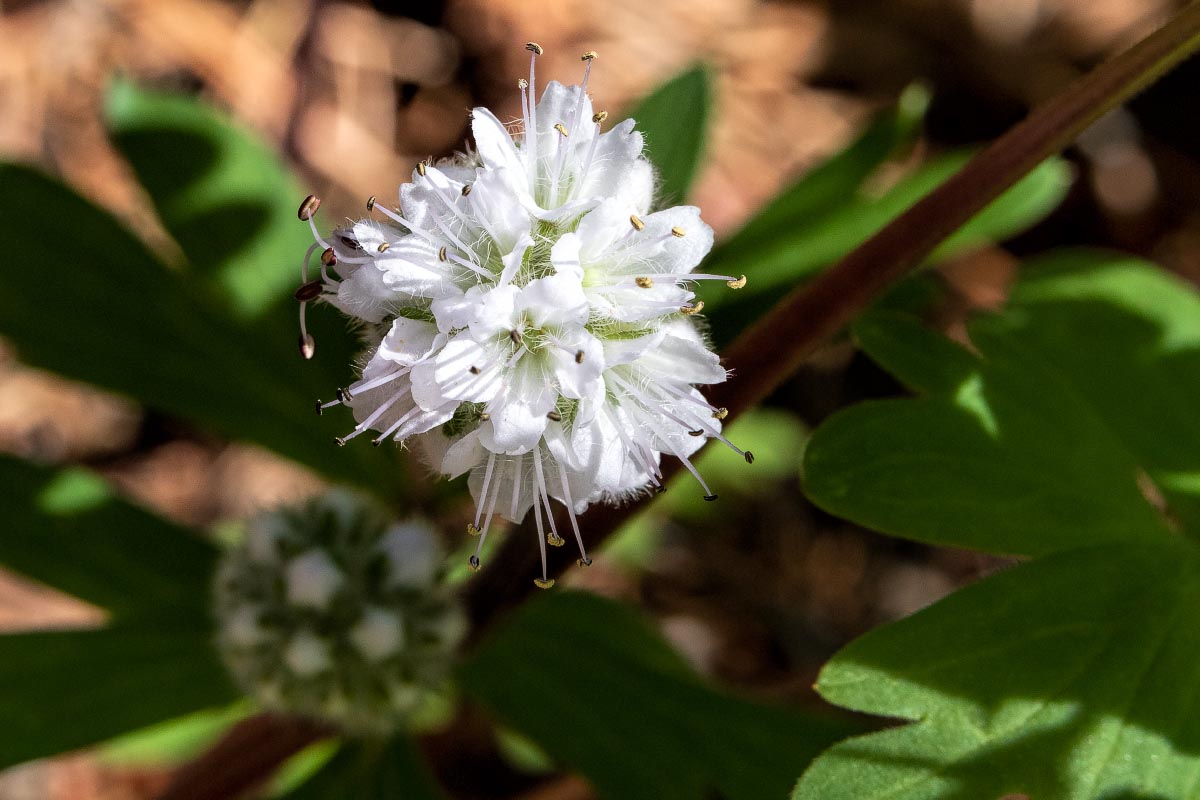 Red Baneberry Wyoming