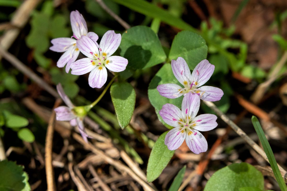 Spring Beauty wildflower Wyoming