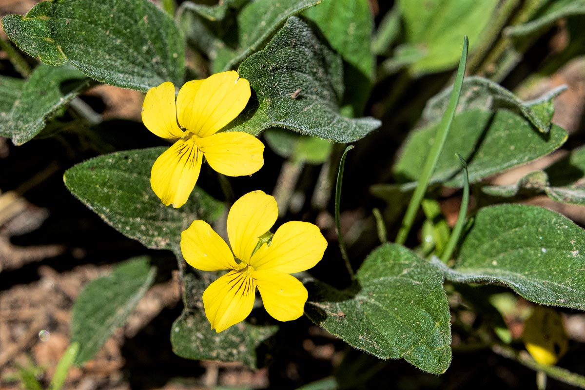 Yellow Violets Wyoming