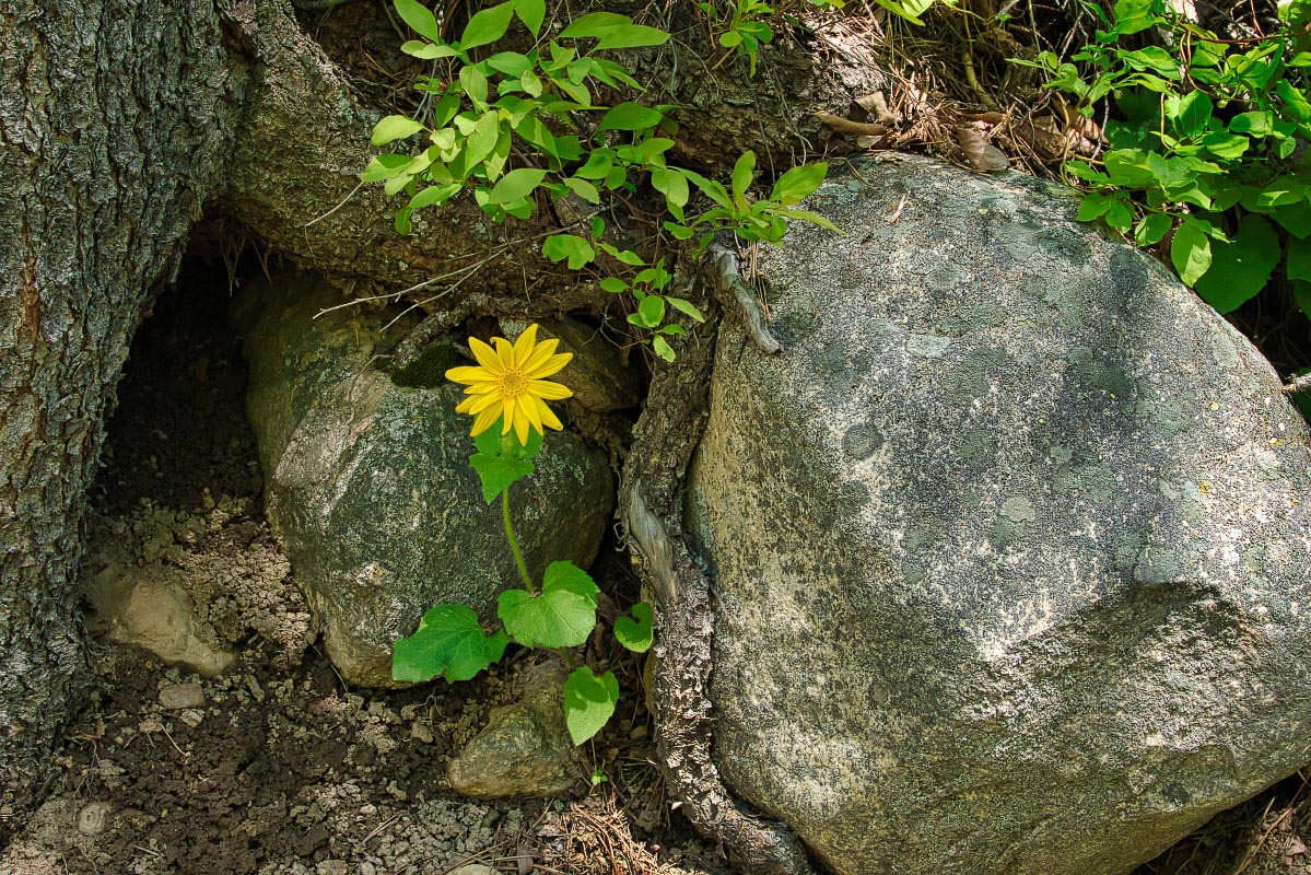 Heart-leafed Arnica Wyoming