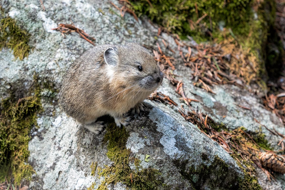 American Pika Wyoming