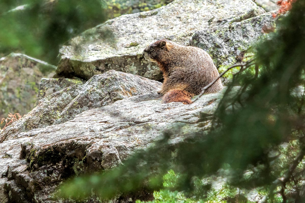 Yellow-bellied Marmot Wyoming