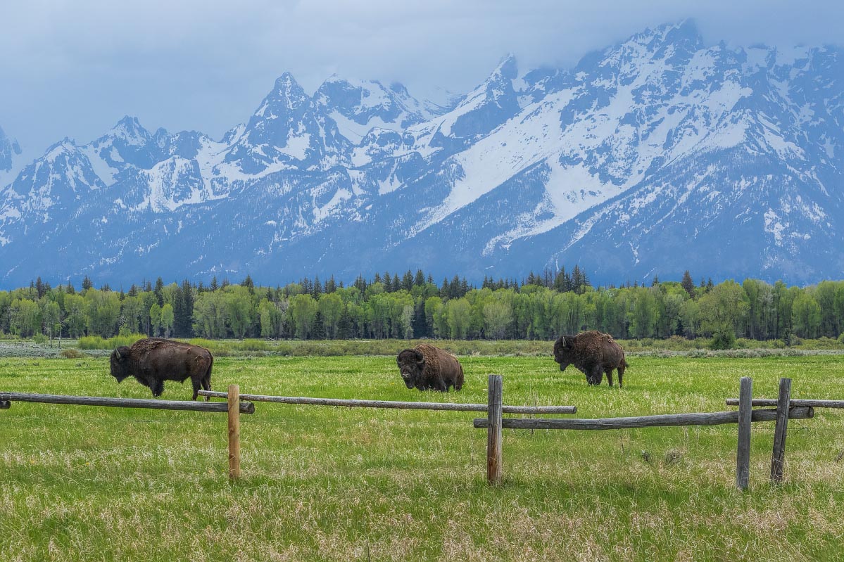 Teton Bison Wyoming