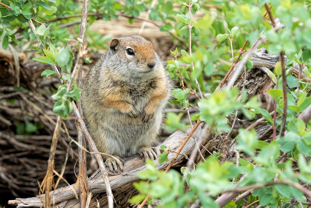 Uinta Ground Squirrel Wyoming
