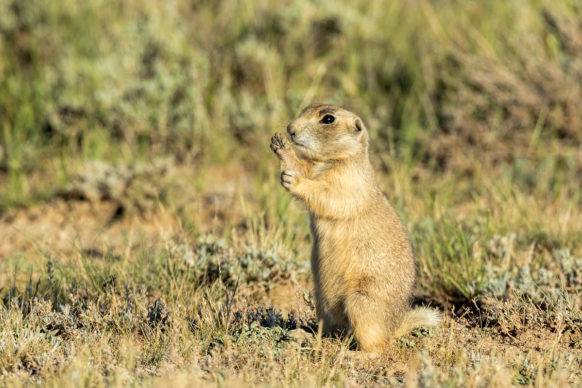 White-tailed Prairie Dog Wyoming