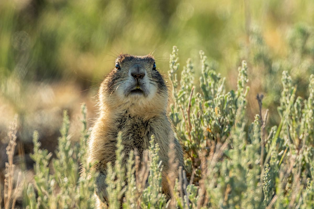 White-tailed Prairie Dog Wyoming