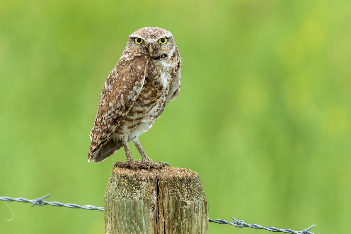 Burrowing Owl Wyoming