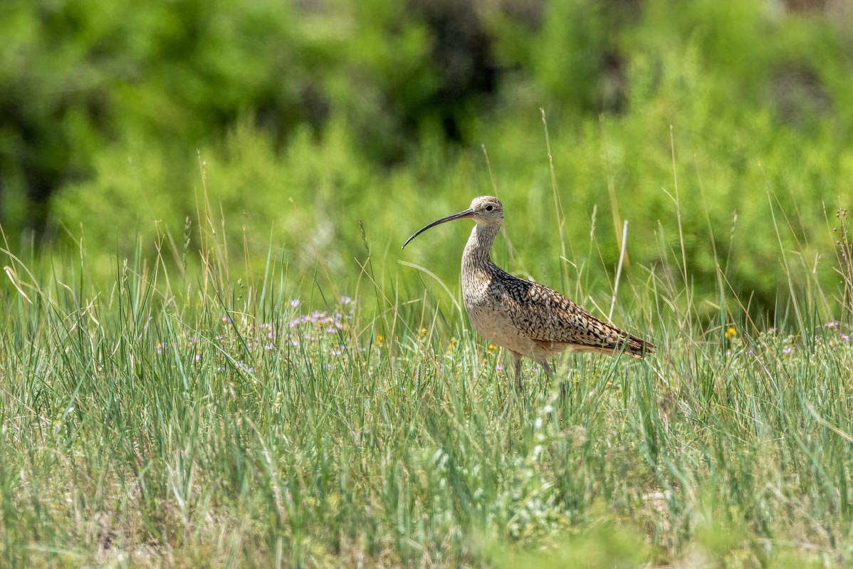 Long-billed Curlew Wyoming