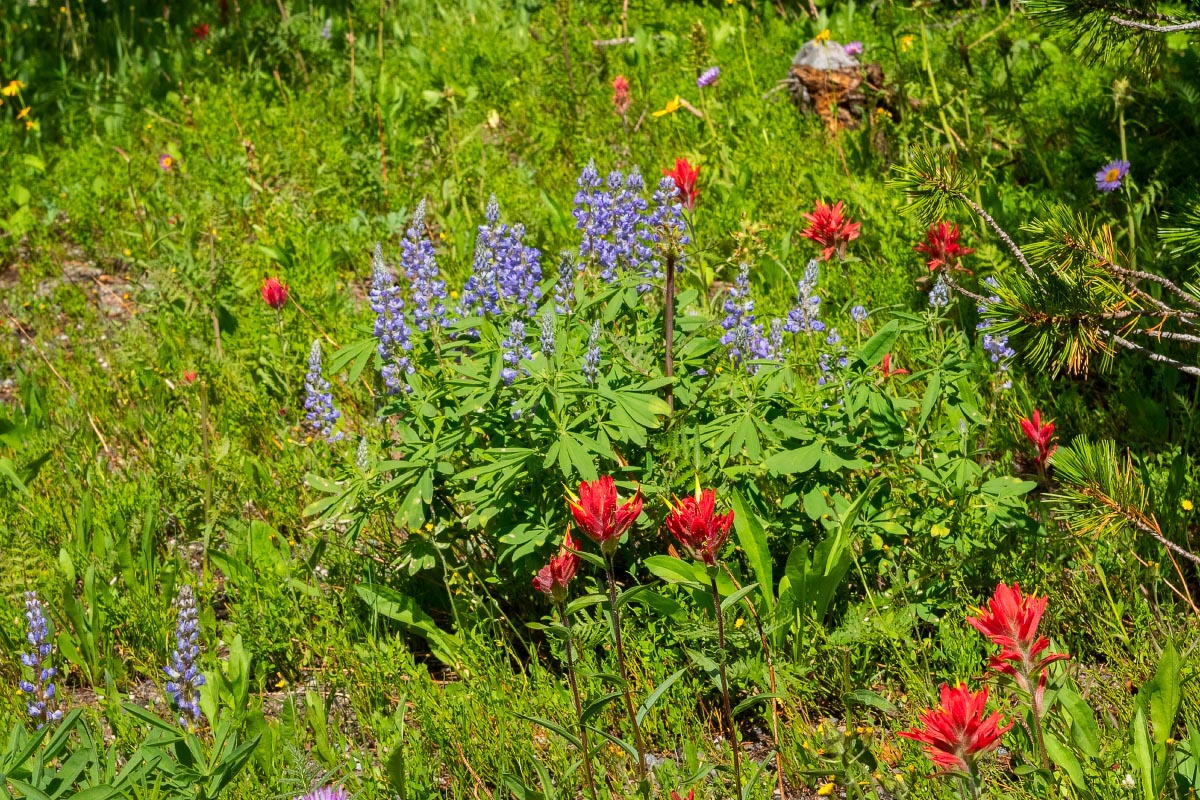 Wind River Lake wildflowers