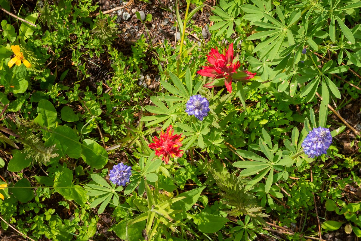 Wind River Lake wildflowers