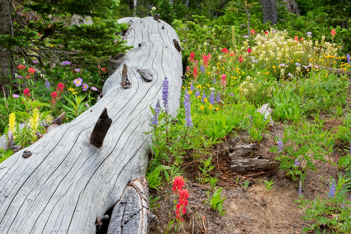 Wind River Lake wildflowers