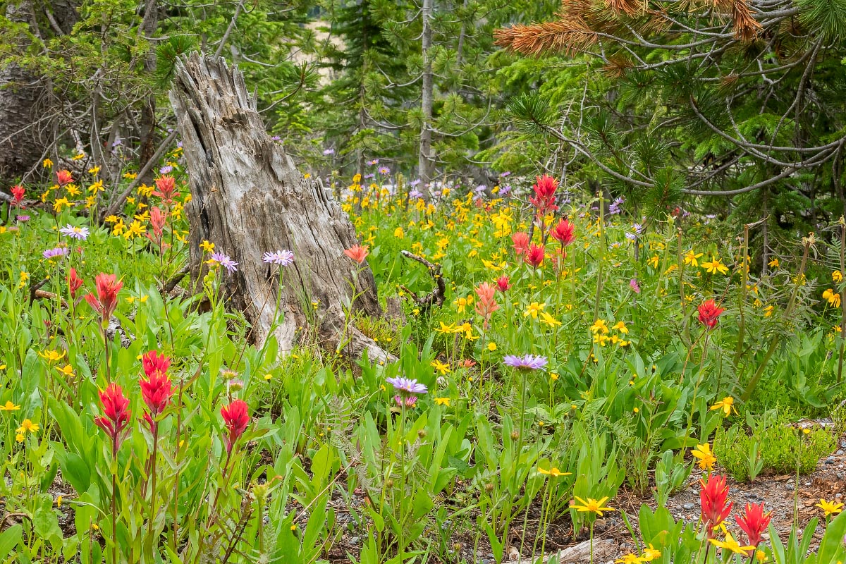 Wind River Lake wildflowers