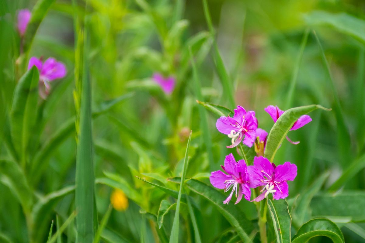 Fireweed