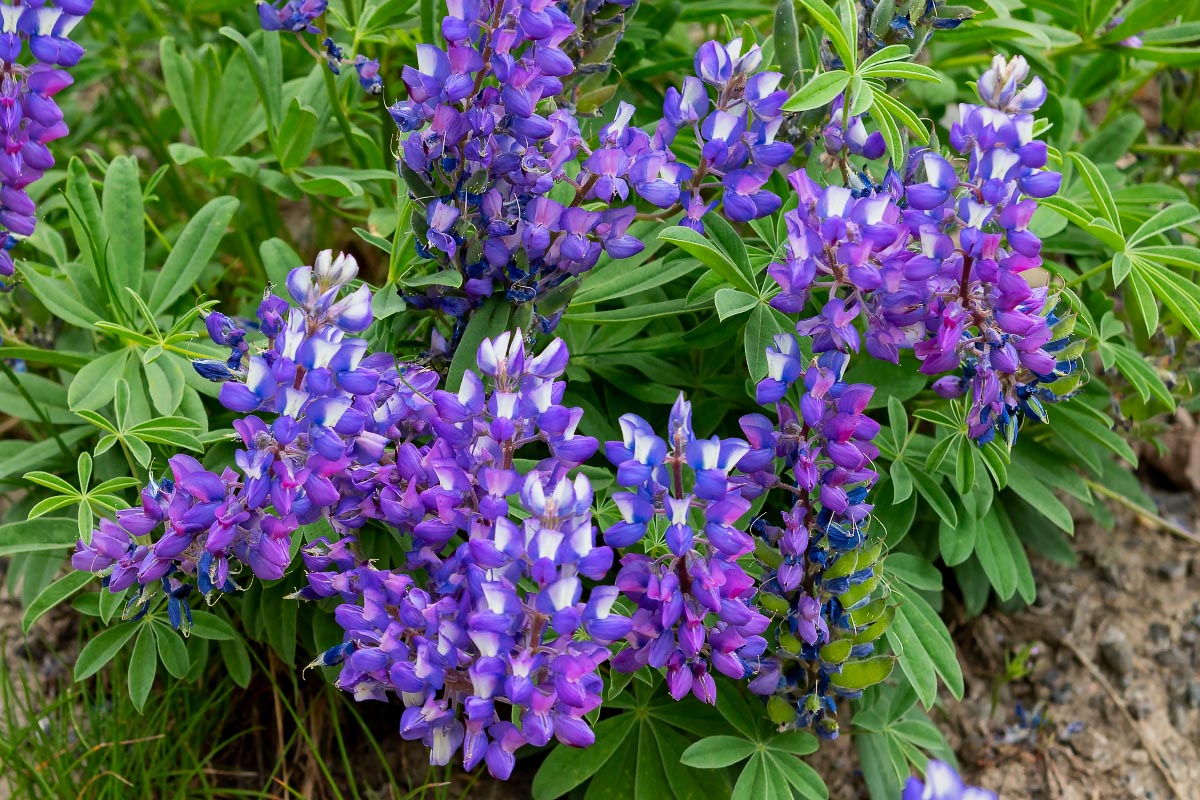 Lupine