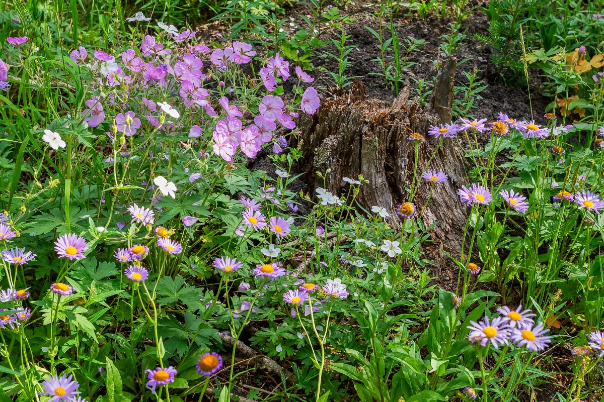 Sticky Geraniums with Mountain Asters wildflowers Wyoming