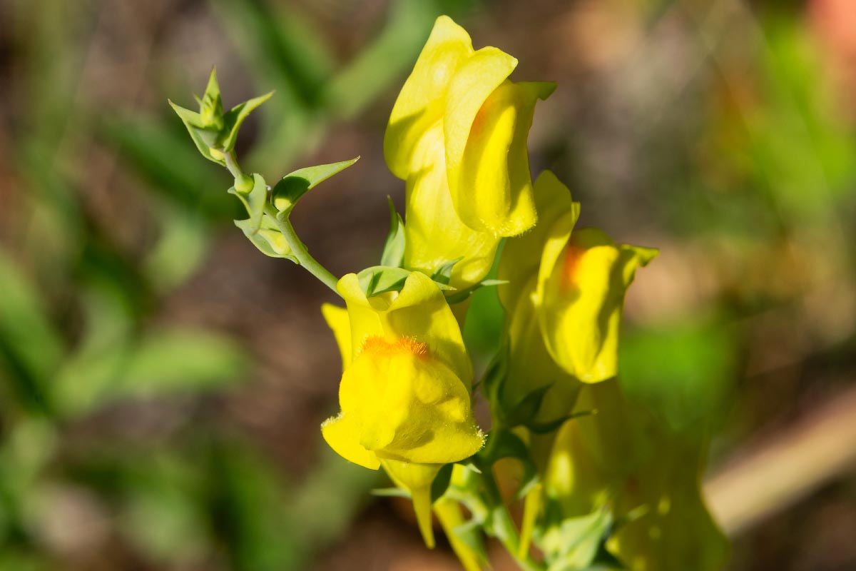 Mountain Golden Pea wildflower Wyoming