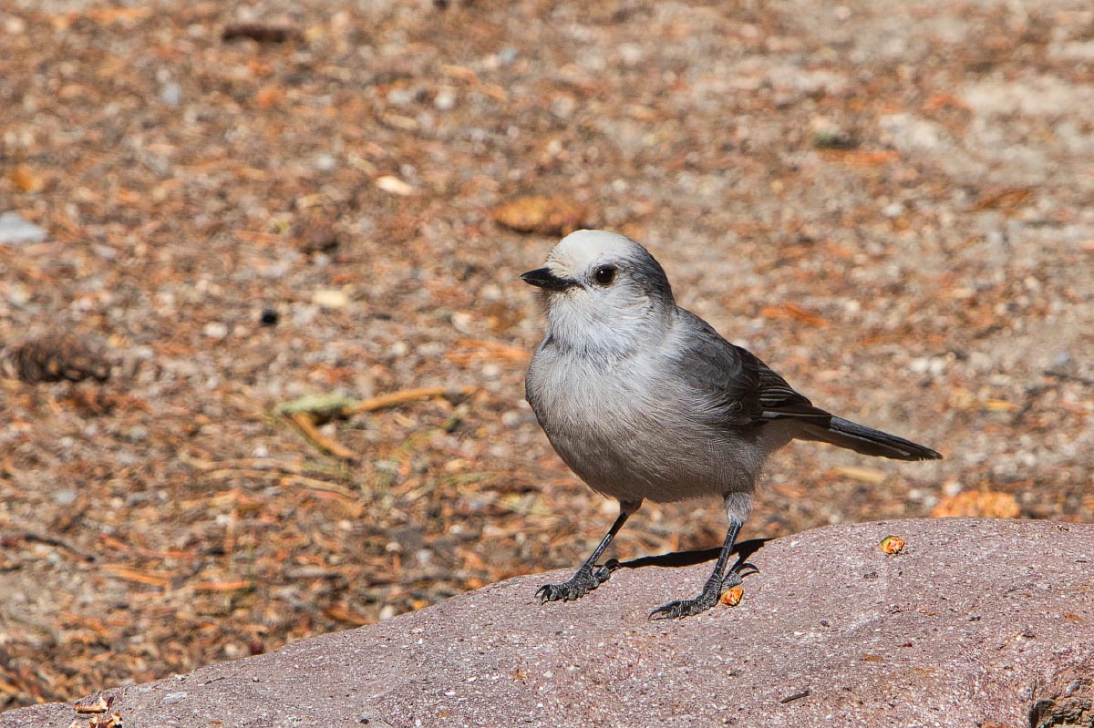 Canada Jay