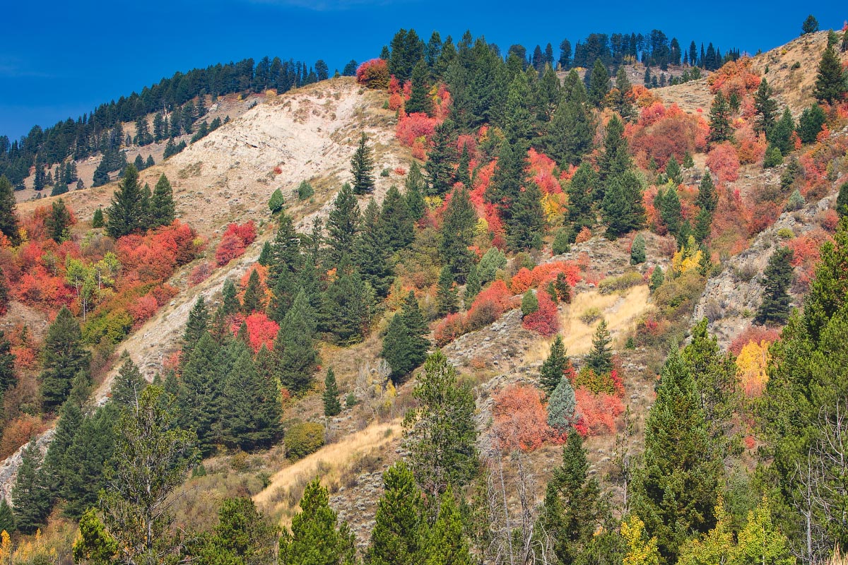 Snake River Canyon fall colors