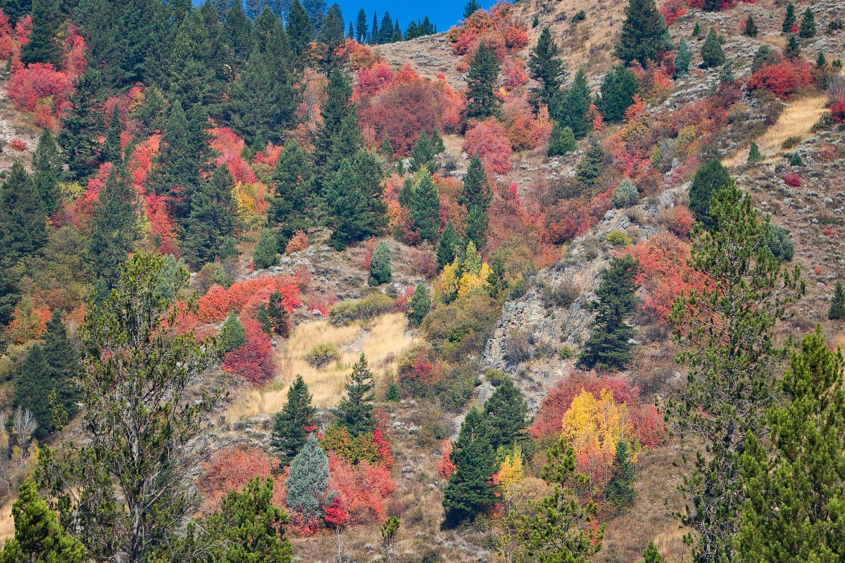 Snake River Canyon fall colors