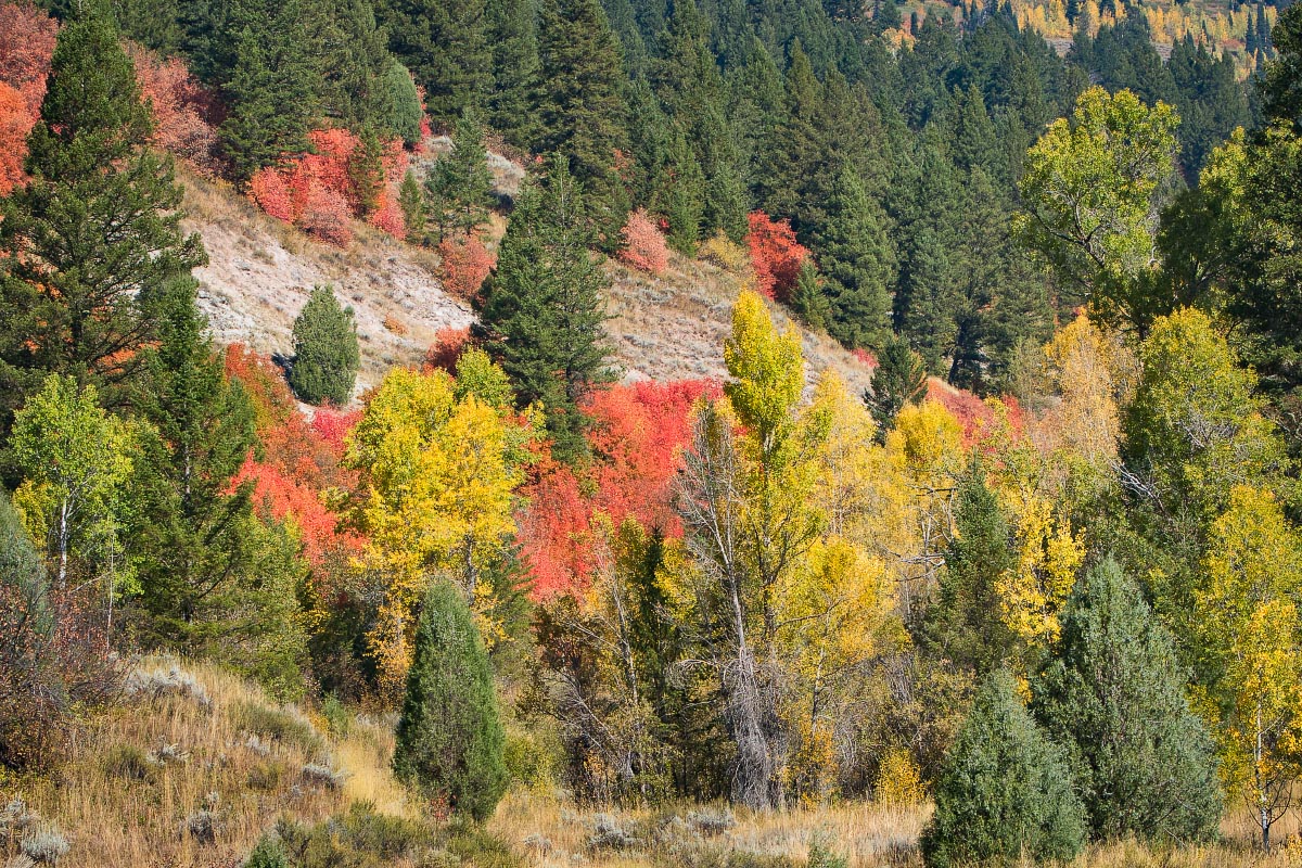 Snake River Canyon fall colors