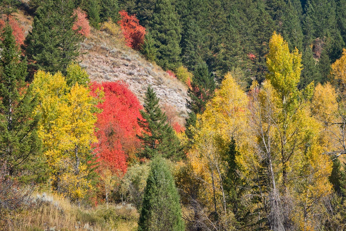 Snake River Canyon fall colors