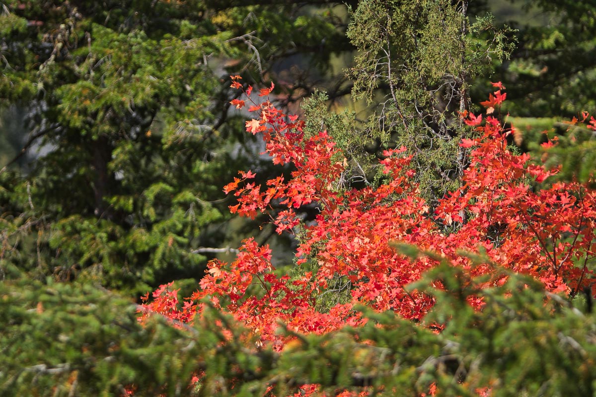 Snake River Canyon fall colors