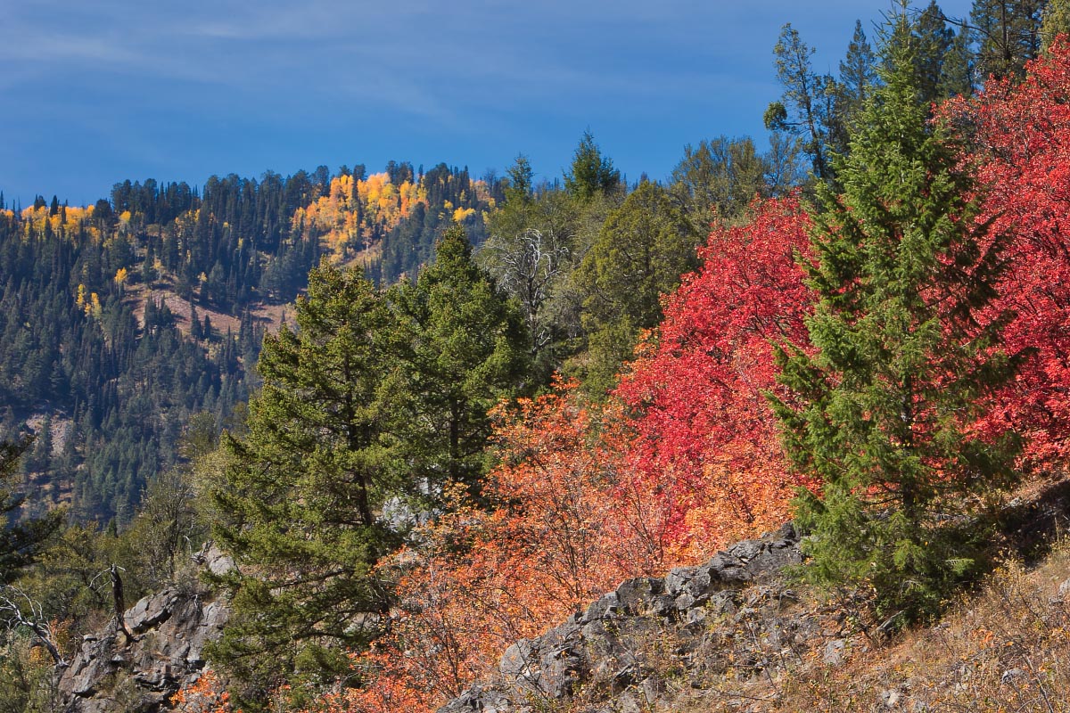Swift Creek Canyon fall colors