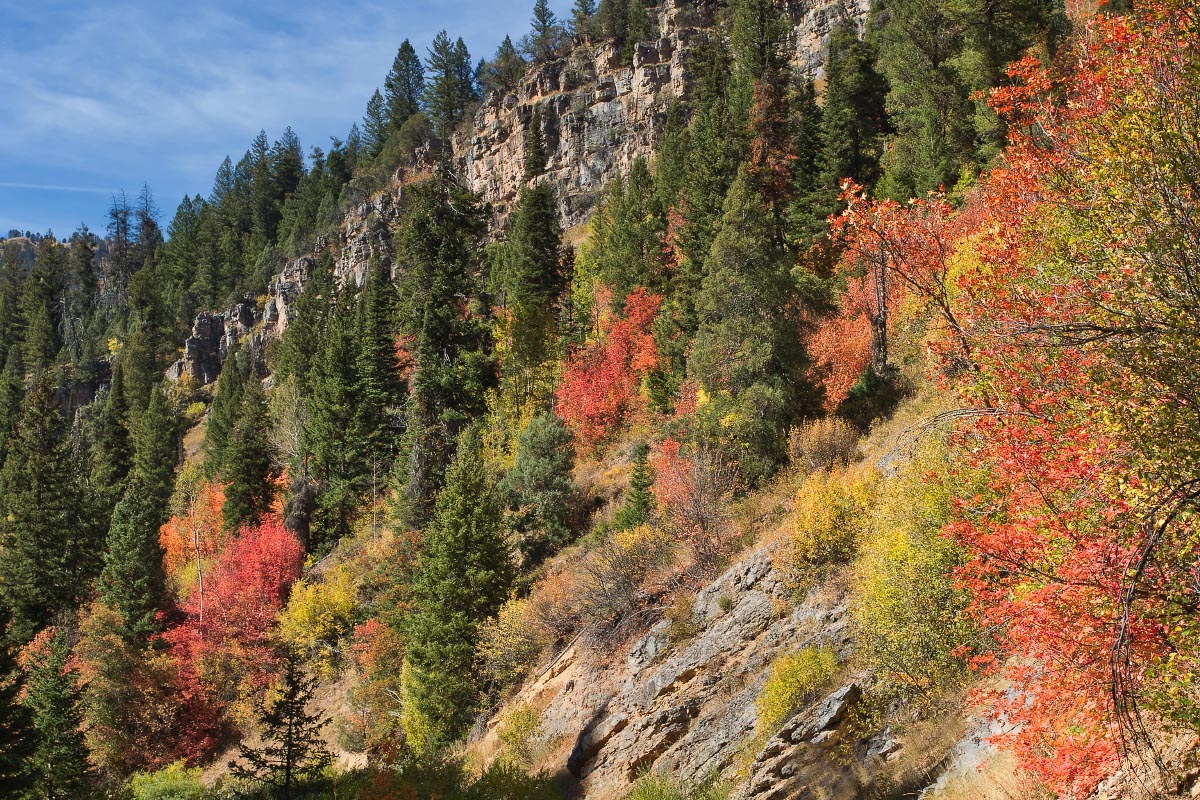 Swift Creek Canyon fall colors