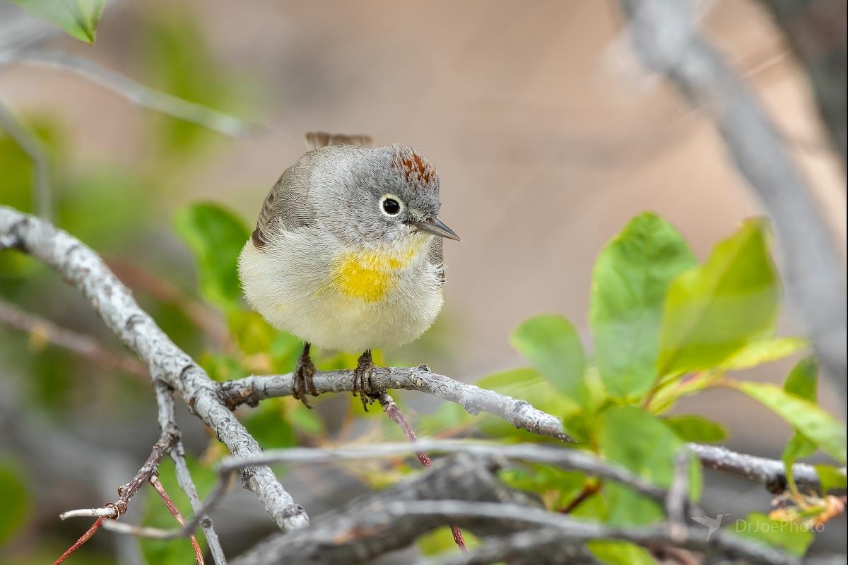 Virginia’s Warbler Sinks Canyon State Park Wyoming