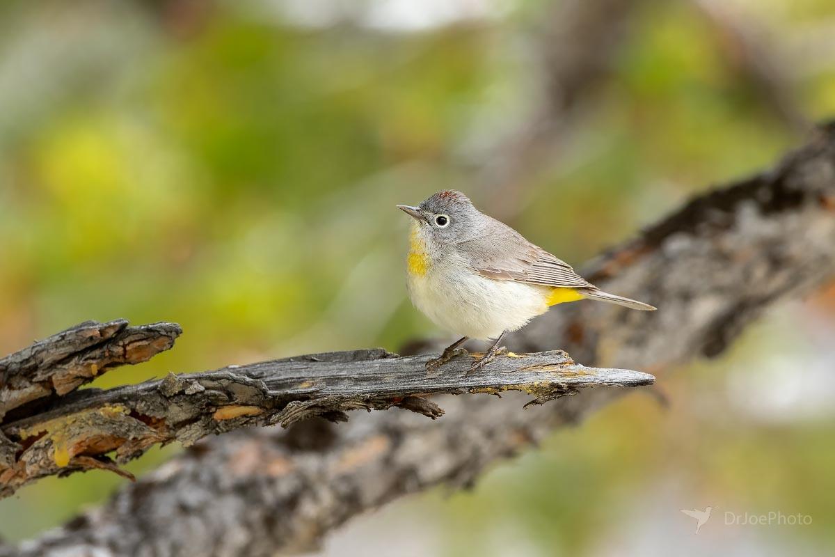 Virginia’s Warbler Sinks Canyon State Park Wyoming