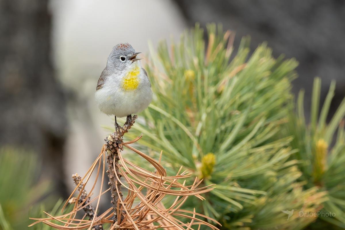 Virginia’s Warbler Sinks Canyon State Park Wyoming