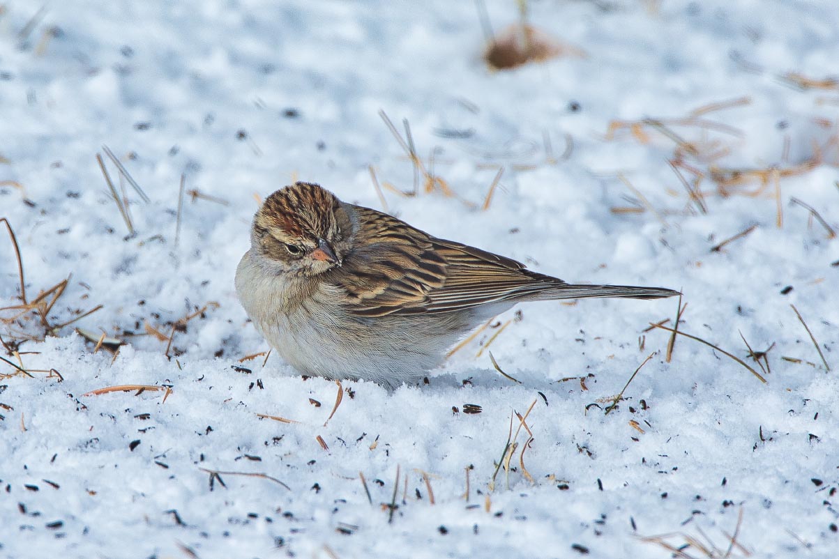 Chipping Sparrow