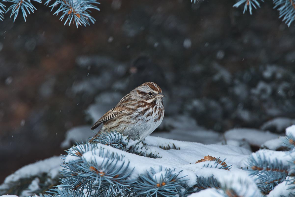 Song Sparrow