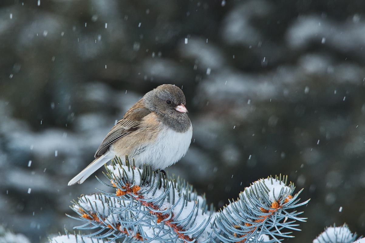 Dark-eyed junco