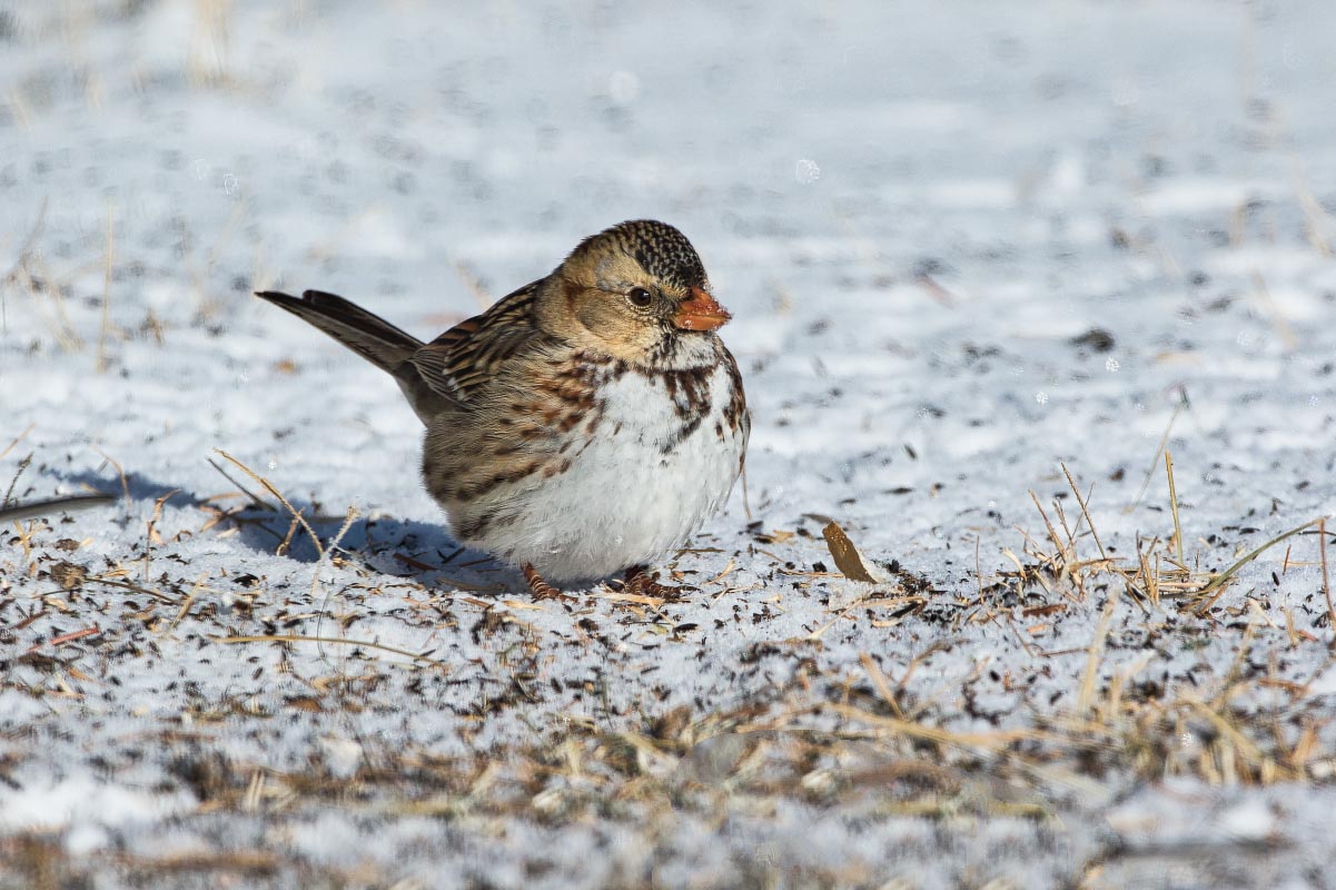 Harris’s Sparrow